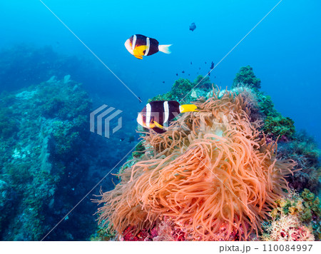 ヒリゾ浜の美しいイソギンチャク畑の可愛いクマノミ（クマノミ亜科）の家族とミツボシクロスズメダイygの 110084997