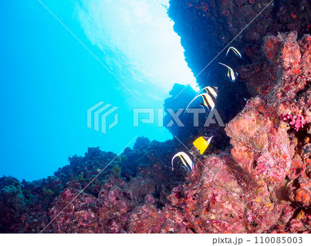 大きなソフトコーラルと美しいフエヤッコダイ（チョウチョウウオ科）とツノダシ（ツノダシ科）他の群れ。 110085003
