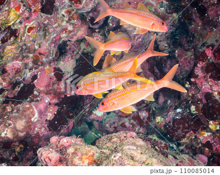 ヒリゾ浜の水中洞窟にいる美しいアカヒメジ（ヒメジ科）の小群とアカハタ（ハタ科）。  静岡県伊豆半島賀 110085014