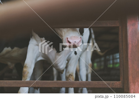 ranch ranch 110085084