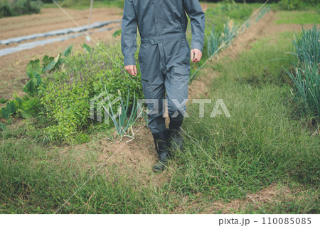 vegetable field vegetable field 110085085