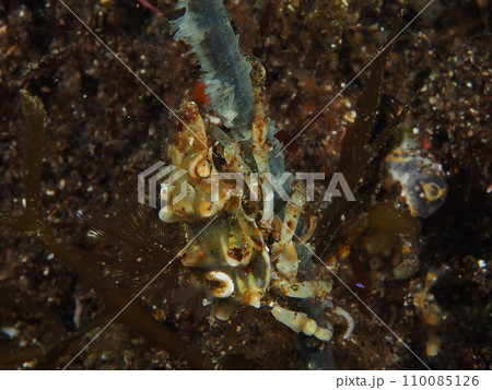 ムチカラマツとイボイソバナガニ ムチカラマツとイボイソバナガニ 110085126