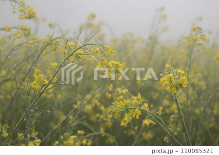 Mustard flowers blossoms in a foggy field Mustard flowers blossoms in a foggy field 110085321
