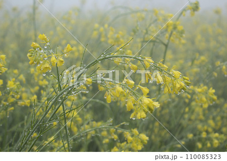 Mustard flowers blossoms with dew drops in the morning mist Mustard flowers blossoms with dew drops in the morning mist 110085323