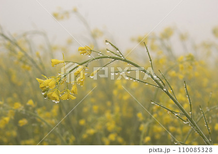 Mustard flower blossoms in the mist with dew drops 110085328