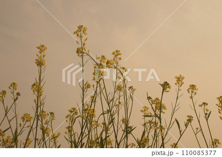 Mustard flowers in the field Mustard flowers in the field 110085377