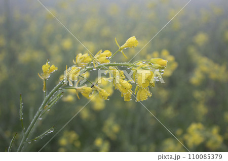 Rape blossoms with dew drops 110085379