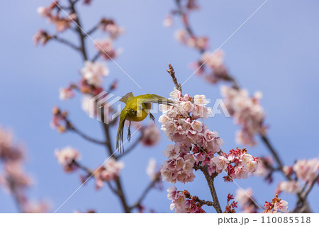 満開の桜の蜜を吸うメジロ 満開の桜の蜜を吸うメジロ 110085518
