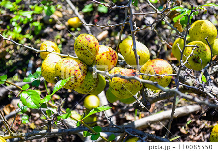 Japanese quince fruits growing on a tree Japanese quince fruits growing on a tree 110085550