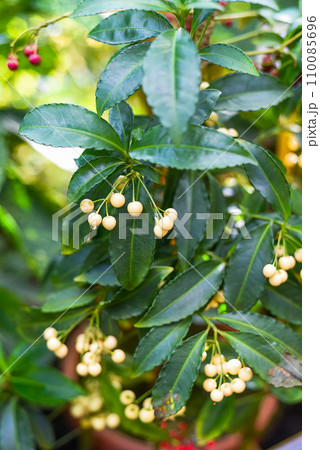 Ardisia crenata Alba growing in Far East of Russia Ardisia crenata Alba growing in Far East of Russia 110085696