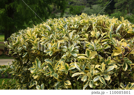 日本の生け垣 ギンマサキ② 110085801