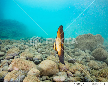 ヒリゾ浜の枯れ葉に擬態する不思議なナンヨウツバメウオ(ツバメウオ属)の幼魚。 静岡県伊豆半島賀茂郡 ヒリゾ浜の枯れ葉に擬態する不思議なナンヨウツバメウオ(ツバメウオ属)の幼魚。 静岡県伊豆半島賀茂郡 110086321