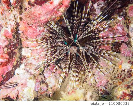 ヒリゾ浜の不思議なトックリガンガゼモドキ(ガンガゼ科)。 静岡県伊豆半島賀茂郡南伊豆町中木から渡し ヒリゾ浜の不思議なトックリガンガゼモドキ(ガンガゼ科)。 静岡県伊豆半島賀茂郡南伊豆町中木から渡し 110086335