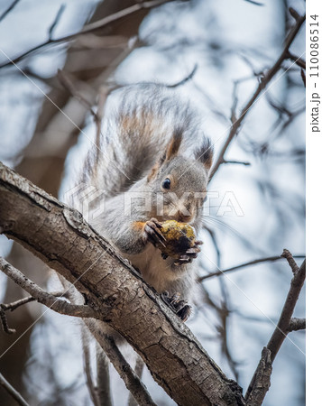 The squirrel with nut sits on tree in the autumn. Eurasian red squirrel, Sciurus vulgaris. 110086514