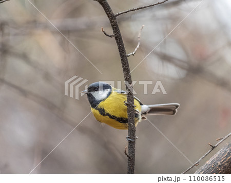 Cute bird Great tit, songbird sitting on the branch with blurred background 110086515