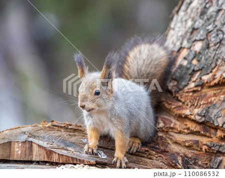 A squirrel sits on a stump and eats nuts in autumn. A squirrel sits on a stump and eats nuts in autumn. 110086532