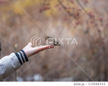 The boy feeds the birds with seeds from his hand. Sparrow eats seeds from the boy's hand The boy feeds the birds with seeds from his hand. Sparrow eats seeds from the boy's hand 110086533