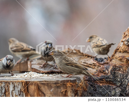 Three sparrows Passer Domesticus are eating sunflower seeds. Three sparrows Passer Domesticus are eating sunflower seeds. 110086534