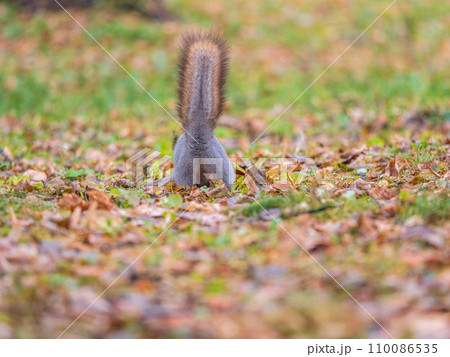 A rear view of a squirrel in grey winter coat against the fallen leaves background. The magnificent tail of a squirrel. 110086535
