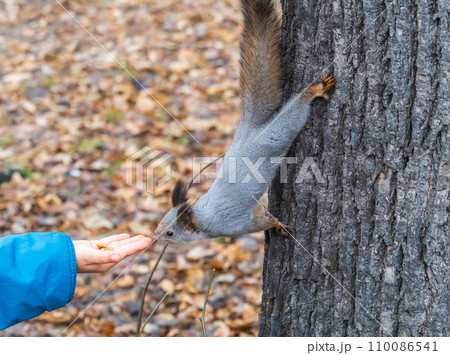 A squirrel in the autumn eats nuts from a human hand. Eurasian red squirrel, Sciurus vulgaris 110086541