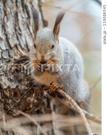 The squirrel with nut sits on tree in the autumn. Eurasian red squirrel, Sciurus vulgaris. The squirrel with nut sits on tree in the autumn. Eurasian red squirrel, Sciurus vulgaris. 110086545