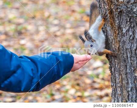 A squirrel in the autumn eats nuts from a human hand. Eurasian red squirrel, Sciurus vulgaris 110086547