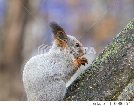 The squirrel with nut sits on tree in the autumn. Eurasian red squirrel, Sciurus vulgaris. 110086554