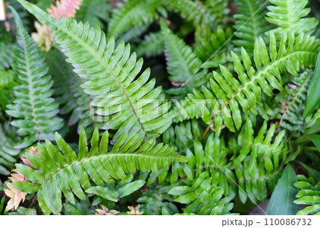 Blechnum western or hard fern plant close up Blechnum western or hard fern plant close up 110086732