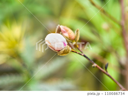Lilac magnolia fresh flower with catkin on a spring day Lilac magnolia fresh flower with catkin on a spring day 110086734