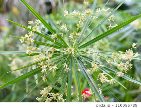 Cyperus croceus plant growing in Asia close up 110086789