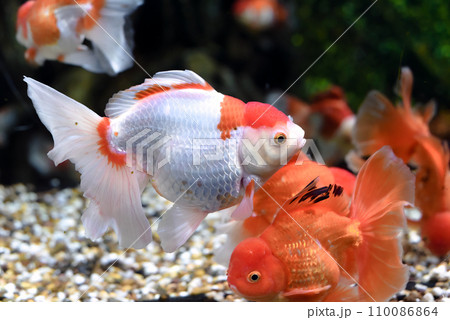 Orange oranda goldfish in aquarium 110086864