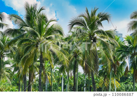 Many palm trees in Lumphini park in Thailand 110086887