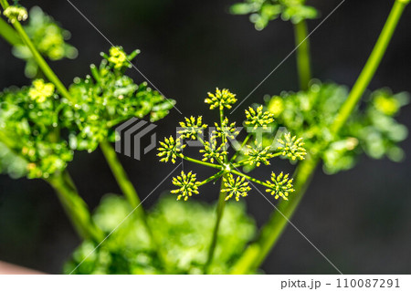 パセリの花が咲く頃 パセリの花が咲く頃 110087291