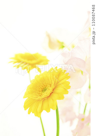 明るい黄色のガーベラとピンクの花 明るい黄色のガーベラとピンクの花 110087468