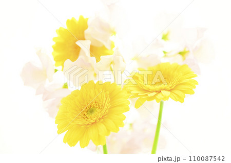 明るい黄色のガーベラとピンクの花 110087542