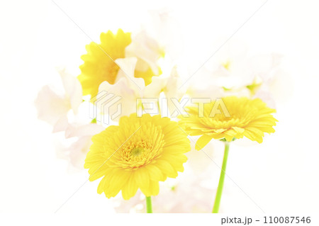 明るい黄色のガーベラとピンクの花 明るい黄色のガーベラとピンクの花 110087546