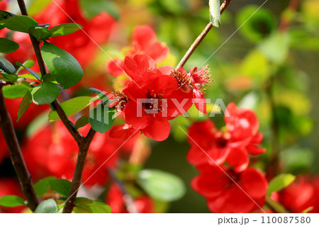 春の庭園に咲く赤く鮮やかなボケの花 春の庭園に咲く赤く鮮やかなボケの花 110087580