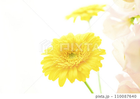 明るい黄色のガーベラとピンクの花 明るい黄色のガーベラとピンクの花 110087640