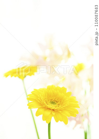 明るい黄色のガーベラとピンクの花 110087683