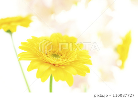 明るい黄色のガーベラとピンクの花 明るい黄色のガーベラとピンクの花 110087727