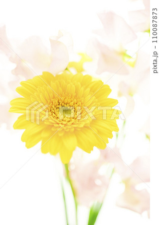 明るい黄色のガーベラとピンクの花 110087873