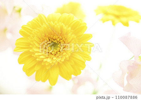 明るい黄色のガーベラとピンクの花 明るい黄色のガーベラとピンクの花 110087886