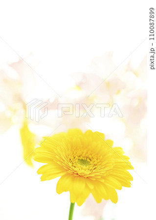 明るい黄色のガーベラとピンクの花 明るい黄色のガーベラとピンクの花 110087899