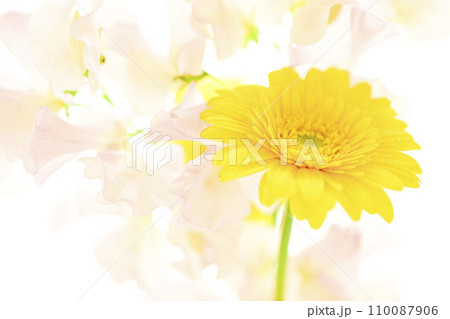明るい黄色のガーベラとピンクの花 明るい黄色のガーベラとピンクの花 110087906