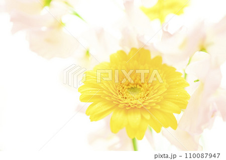 明るい黄色のガーベラとピンクの花 明るい黄色のガーベラとピンクの花 110087947