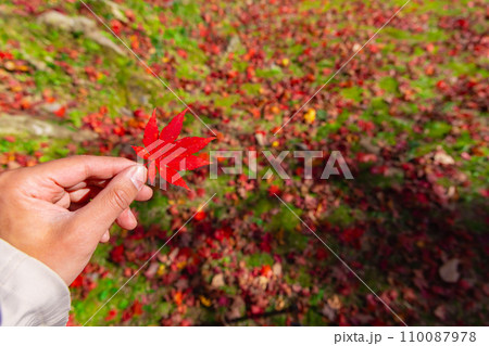 紅葉を持つ左手【秋イメージ】 110087978