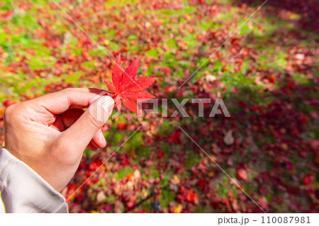 紅葉を持つ左手【秋イメージ】 紅葉を持つ左手【秋イメージ】 110087981