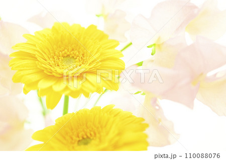 明るい黄色のガーベラとピンクの花 110088076