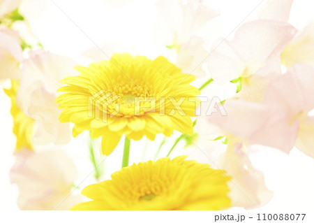 明るい黄色のガーベラとピンクの花 明るい黄色のガーベラとピンクの花 110088077