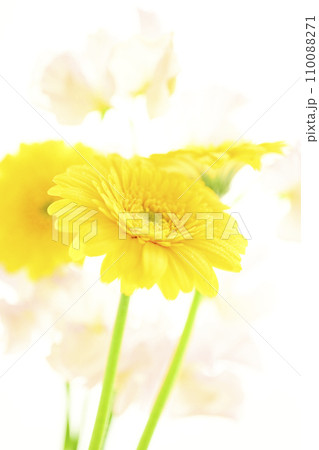 明るい黄色いガーベラとピンクの花 明るい黄色いガーベラとピンクの花 110088271